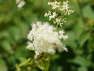 Filipendula ulmaria - Reine-des-prés ou Barbe de bouc à floraison blanc crème d'interêt...