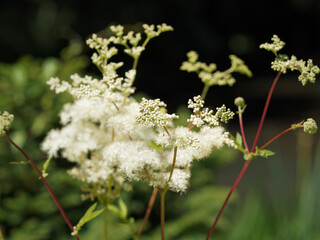 Filipendula ulmaria | Reine-des-près | Belle des près | Barbe de bouc | Fausse spirée |...