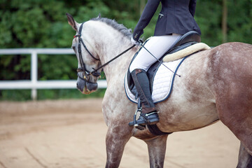 A white sports horse with a bridle and a rider riding with his foot in a boot with a spur in a...