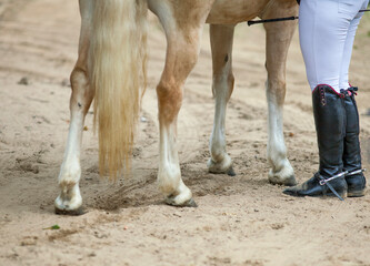 Legs of a white horse with hooves and a tail and legs of a woman jockey in black boots with spurs on the sand of the arena.