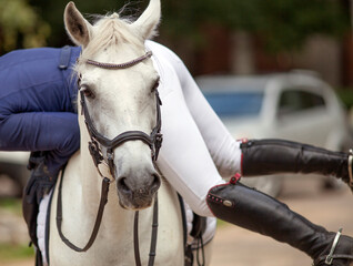 A portrait of white sports horse with a bridle and a rider hopping with his foot in a boot with a...