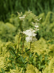 (Filipendula ulmaria)  Reine-des-prés ou fausse spirée à floraison blanc crème au sommet de...