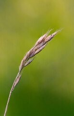 ears of wheat in the field