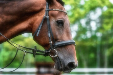 portrait of a horse