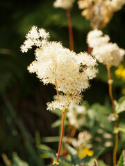 (Filipendula ulmaria)  Reine-des-prés ou Belle des près, plante sauvage, dressée, velue et...