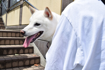 Holding white dog (Shiba Inu)