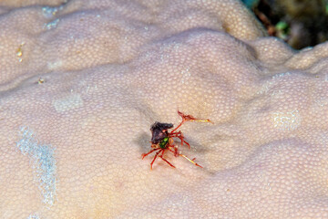 A picture of a strange crab