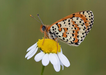 Obraz premium Spotted Fritillary