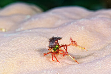 A picture of a strange crab