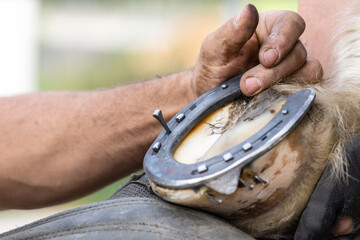 A blacksmith at work: A farrier nails a horseshoe on a hoof; nailing a horseshoe-nail, close-up of...