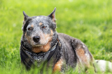 Close-up of an short-haired australian cattle dog