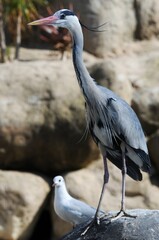 aves