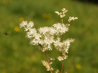 Filipendula ulmaria - Reine-des-prés ou Barbe de bouc à floraison blanc crème d'interêt...