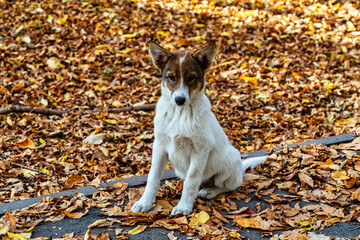 Cute puppy sitting in colorful Autumn leaves in late October