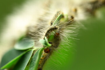 Macro close up of hairy worms in living in the plants.