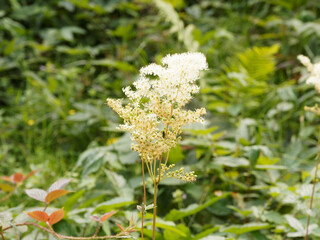 (Filipendula ulmaria)  Reine-des-prés ou fausse spirée à floraison blanc crème au sommet de tige rougeâtre garnies d'un feuillage penné avec foliole terminale vert sombre