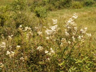 (Filipendula ulmaria) Touffes de reines-des-prés ou belles des près, plante mellifère à floraison odorante blanc crème sur tiges dressées en lisière de forêt