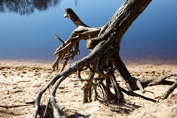 Trunks and roots of trees on the sand on the shore of the reservoir