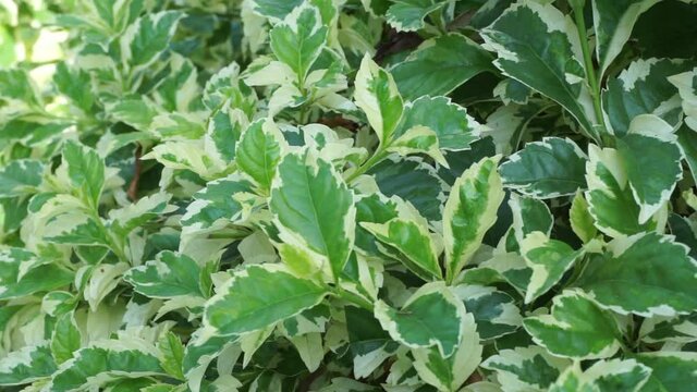 Styrax japonica variegata leaves with a natural background