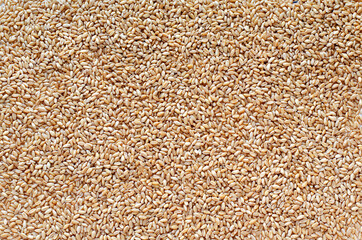 Dry organic barley or seed pile background for healthy or diet food ingredient and agricultural product concept