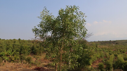 trees in the field