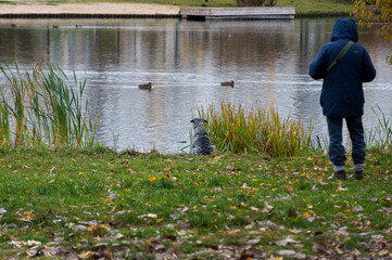 Fototapeta na wymiar A dog and a man on the shore of a pond look at the ducks. They dream of hunting