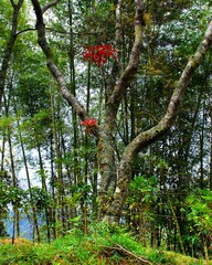 Fototapeta premium arbol