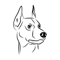 vector contour doberman head, logo purebred pet, white black dog portrait, companion and animal friendship, realistic simple face