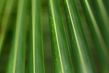 Nature abstract out of focus image with coconut tree leaves.