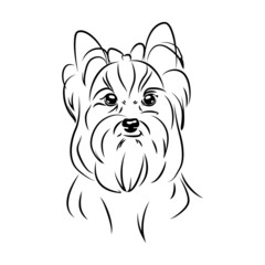 vector  yorkshire terrier, logo contour purebred pet, white black dog  head portrait, companion and animal friendship, realistic simple face