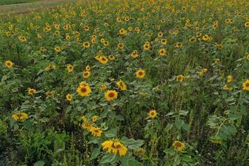 Sunflowers in a Sunflower Field in Germany on a sunny day