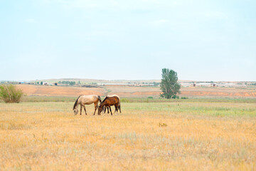 Fototapeta na wymiar Herd of horses with foals graze in meadow. Countryside landscape of horses eat grass in field on hot summer day.