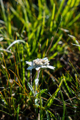 Edelweiss flower, closeup of a very rare mountain flower