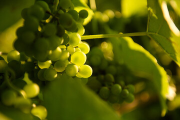 Grapes in sunlight.