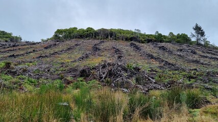 Fototapeta na wymiar Clear Fell Logging in Tasmanian Forest. Waste logging material heaped up. Ready to plant new trees