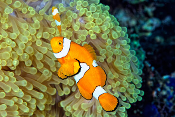 An anemone and it's Clown fish