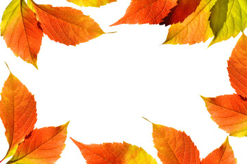 Autumn colorful bright green red yellow grape leaves on white isolated background