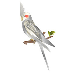 innamon  cockatiel cute tropical bird funny  parrot watercolor style  on a white background vintage vector illustration editable hand draw