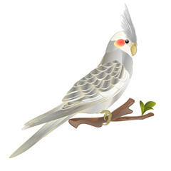 Cockatiel Cinnamon cute tropical bird funny  parrot watercolor style  on a white background vintage vector illustration editable hand draw