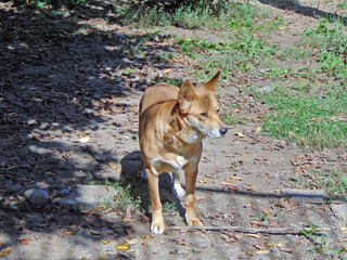 a dingo dog is looking