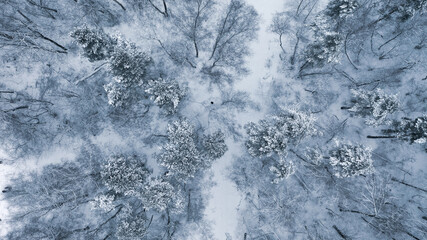 Flying over the winter snow forest on a drone. A beautiful view from above in a snow storm in the Russian forest.
