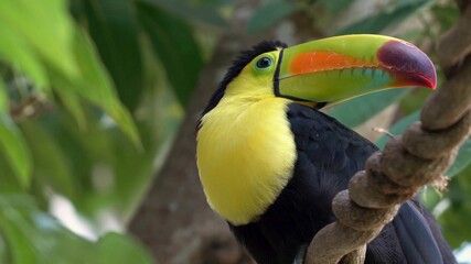 Beautiful toucan looks around him