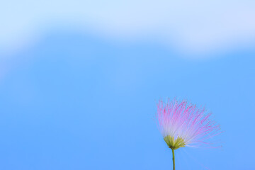 夏の青空とネムノキの花
