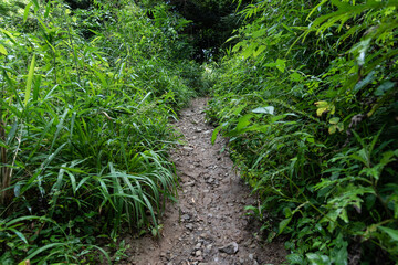 Fototapeta premium 林道