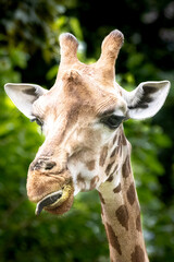 Fototapeta premium an African giraffe feeding on grass