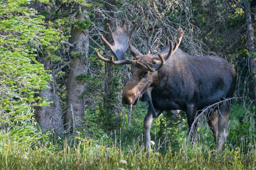 Moose in the Colorado Rocky Mountains