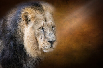 artistic portrait of a male lion on a dark backgroundp