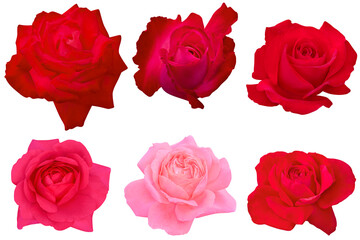 Collage of Blossom Red and Pink Roses on a white background.Rose with clipping path.