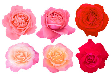 Blossom Red Tone Roses on a white background.Rose with clipping path.
