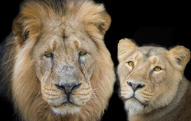 portrait of two lions